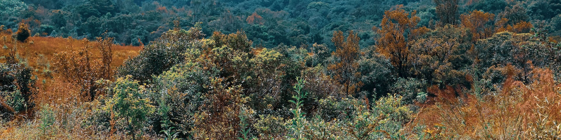 Tropical forest in Coorg district near Madikeri in South Indian state Karnataka, View from Mandalpatti hills.