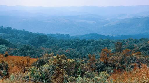 Tropical forest in Coorg district near Madikeri in South Indian state Karnataka, View from Mandalpatti hills.