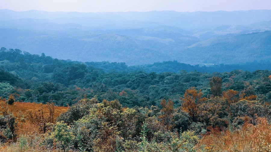 Tropical forest in Coorg district near Madikeri in South Indian state Karnataka, View from Mandalpatti hills.