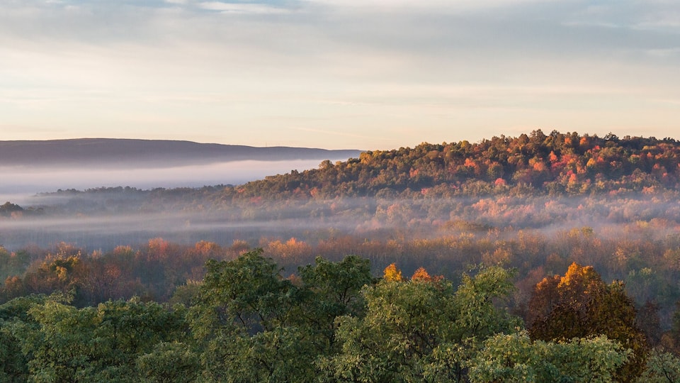 A forested landscape with a mist-covered hill and a clear sky.