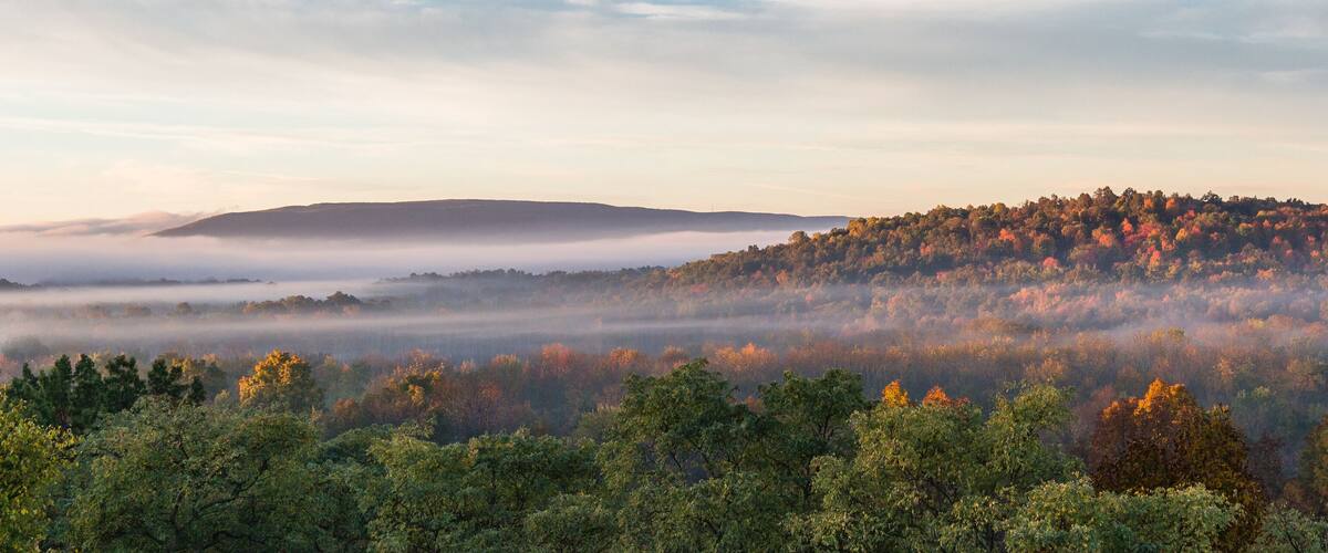 A forested landscape with a mist-covered hill and a clear sky.