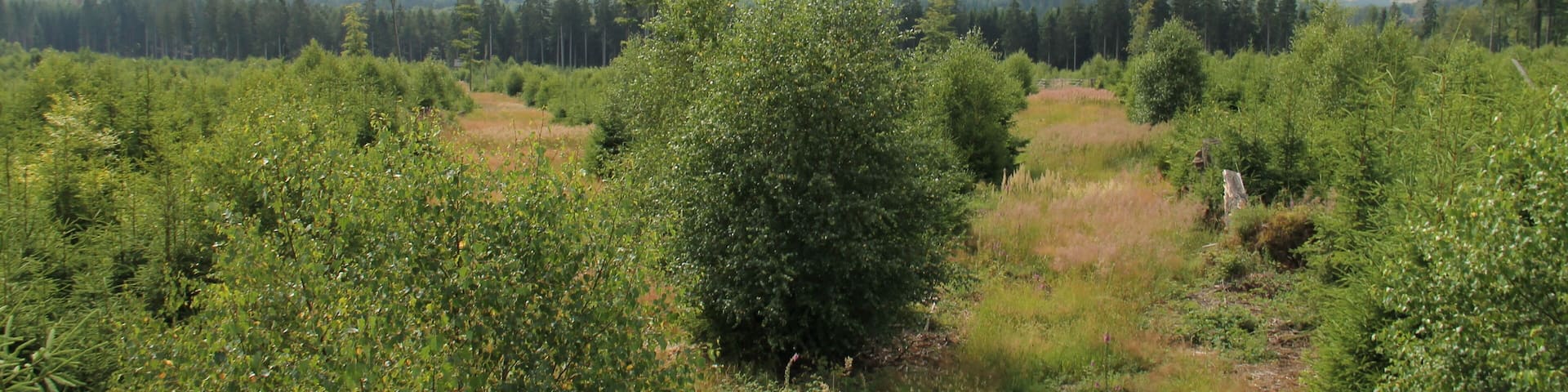 Rohrberg Hessisch Lichtenau vor Errichtung des Windpark. Aufwuchs nach dem Orkan Kyrill in 2007