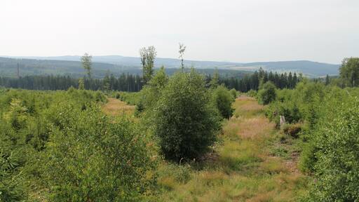 Rohrberg Hessisch Lichtenau vor Errichtung des Windpark. Aufwuchs nach dem Orkan Kyrill in 2007
