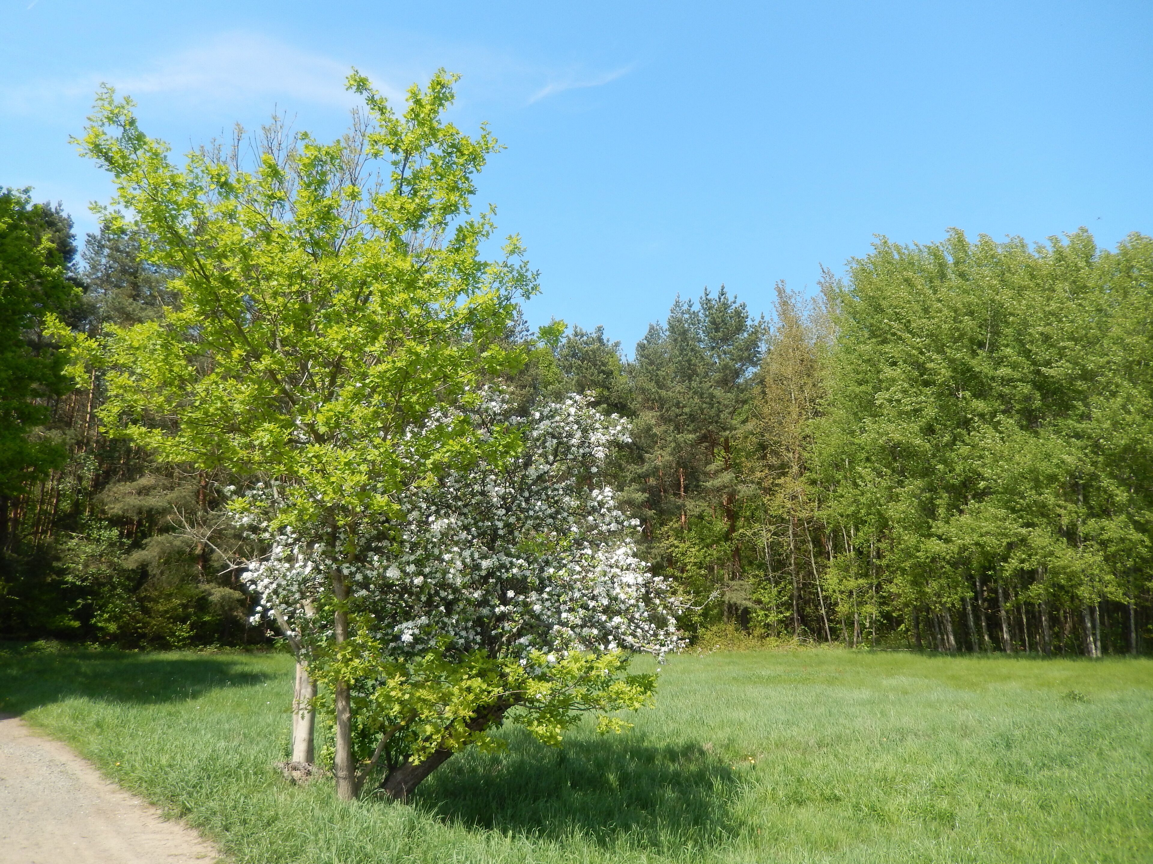 Moritzburg-Kleinkuppenlandschaft, FHH-Gebiet: E-Weg; Naunhofer Straße. Moritzburg Wiesen und Wälder, Gebietsnummer 4847-302. Landschaftsschutzgebiet. Moritzburger Teichlandschaft und Kleinkuppenlandschaft: Code 323048