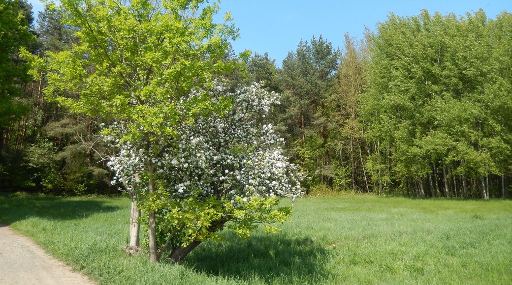 Moritzburg-Kleinkuppenlandschaft, FHH-Gebiet: E-Weg; Naunhofer Straße. Moritzburg Wiesen und Wälder, Gebietsnummer 4847-302. Landschaftsschutzgebiet. Moritzburger Teichlandschaft und Kleinkuppenlandschaft: Code 323048