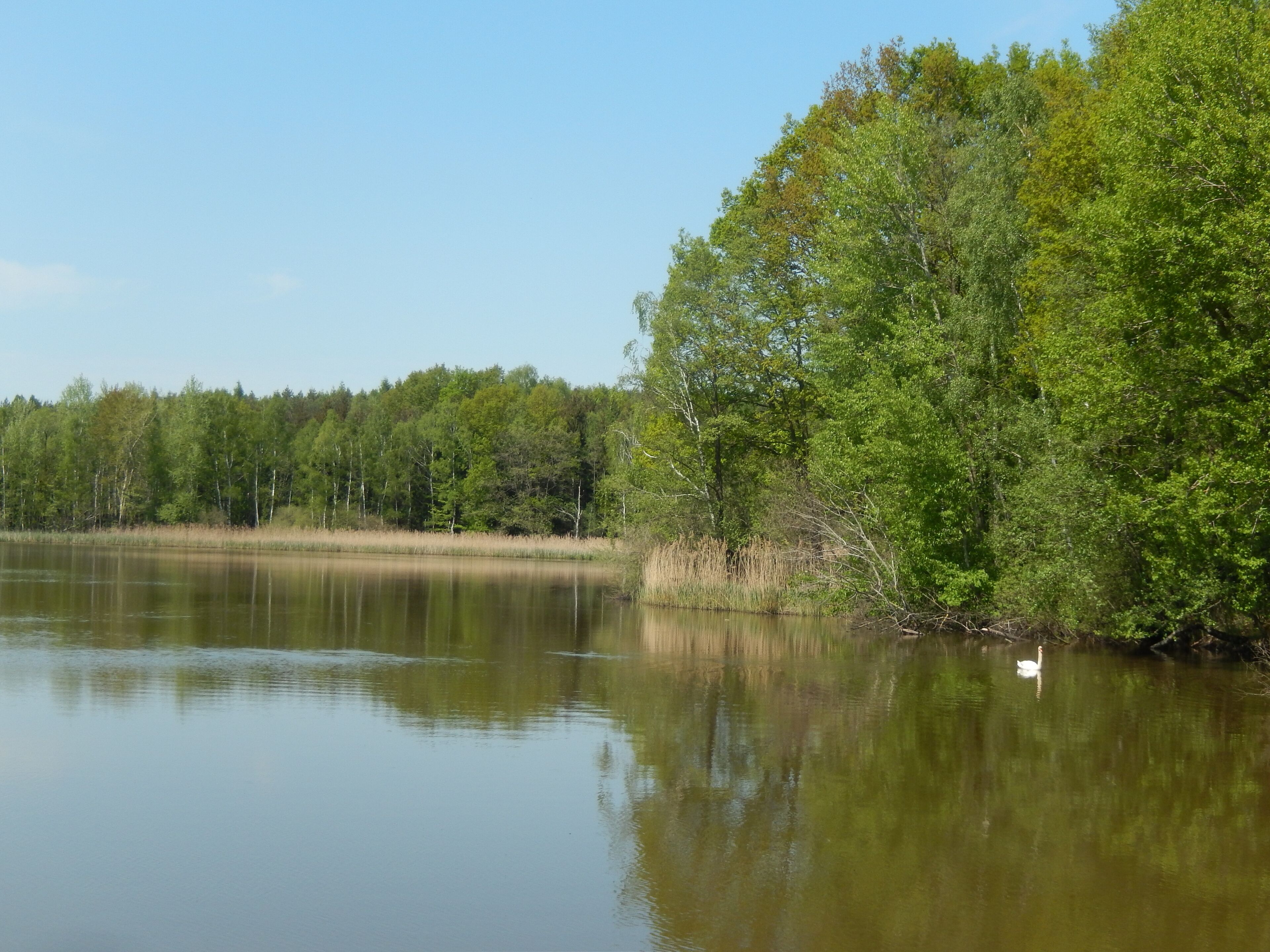 Moritzburg-Kleinkuppenlandschaft, Bauersee. FHH-Gebiet: Moritzburg Wiesen und Wälder, Gebietsnummer 4847-302. Landschaftsschutzgebiet. Friedewald, Moritzburger Teichlandschaft und Lößnitz: Code 320894