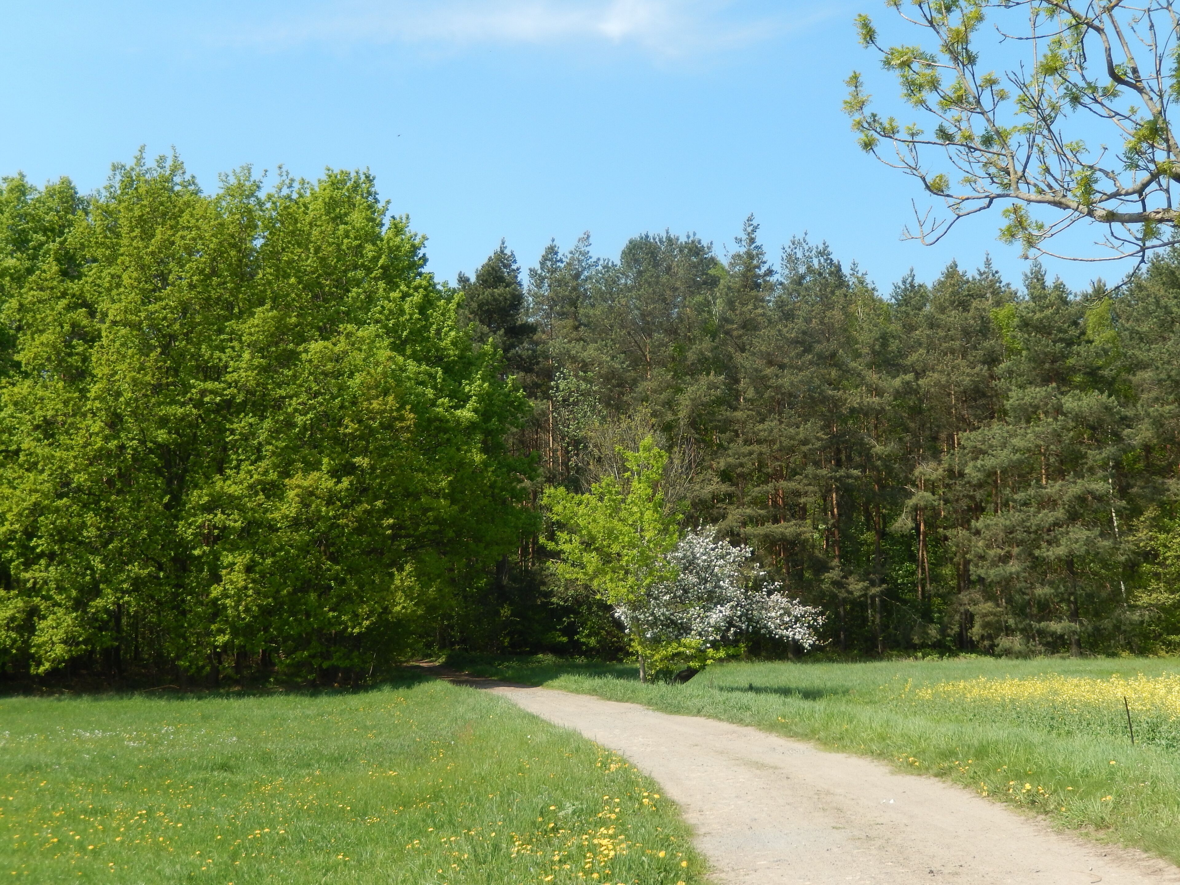 Moritzburg-Kleinkuppenlandschaft, E-Weg; Naunhofer Straße. FHH-Gebiet: Moritzburg Wiesen und Wälder, Gebietsnummer 4847-302. Landschaftsschutzgebiet. Moritzburger Teichlandschaft und Kleinkuppenlandschaft: Code 323048