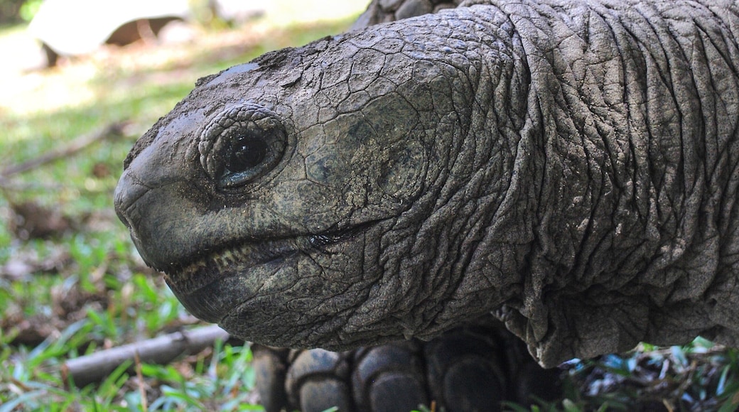 Caption---- Giant Tortoise in Curieuse Island, Seychelles