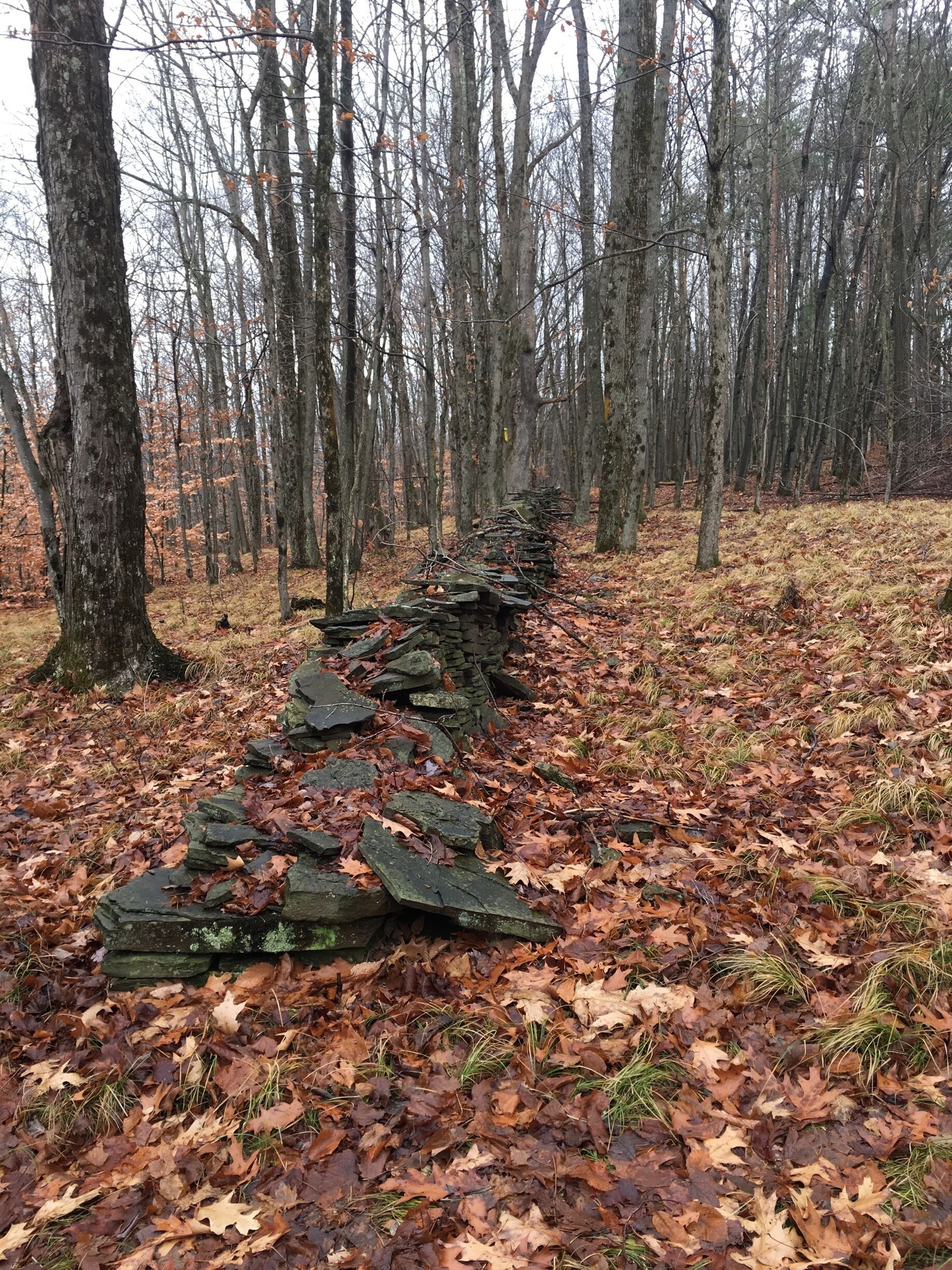 A forest with a stone wall path.