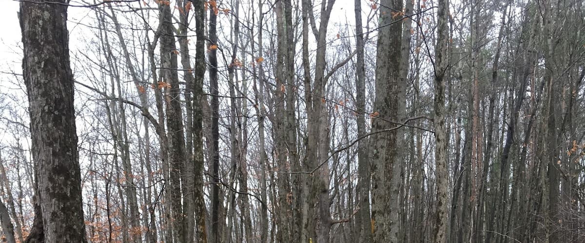 A forest with a stone wall path.