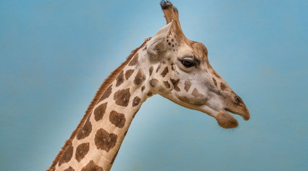 Rothschild's and reticulated giraffes