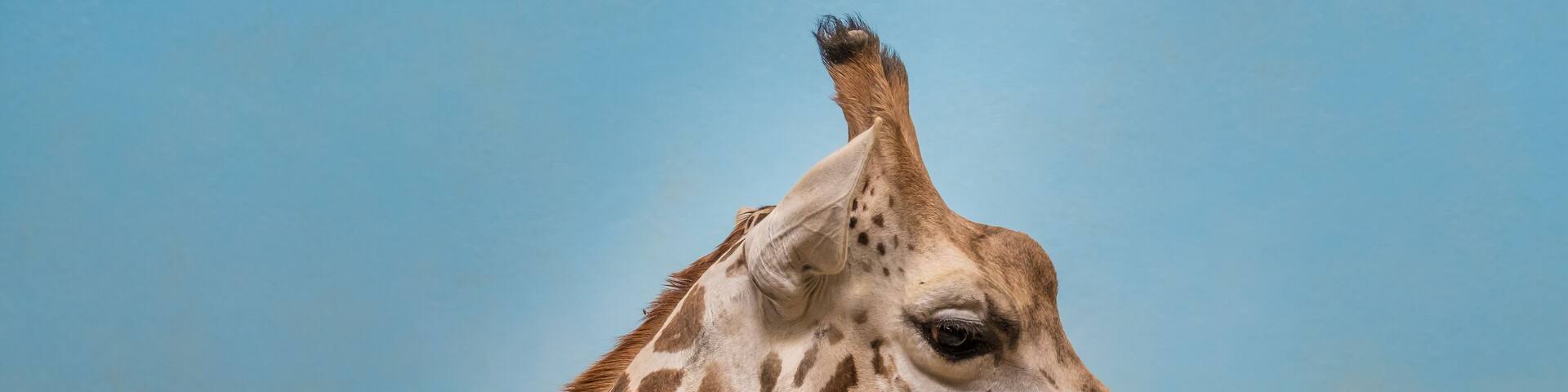 Rothschild's and reticulated giraffes