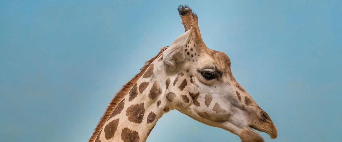 A giraffe's head and neck against a clear sky.