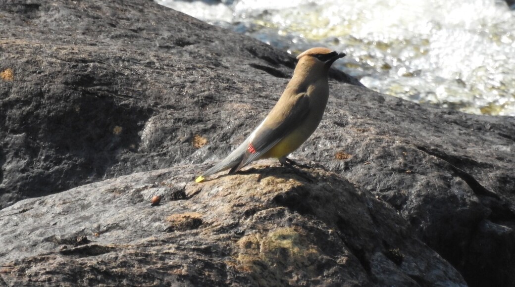 Lovely little town. Found this waxwing playing in the river by the park