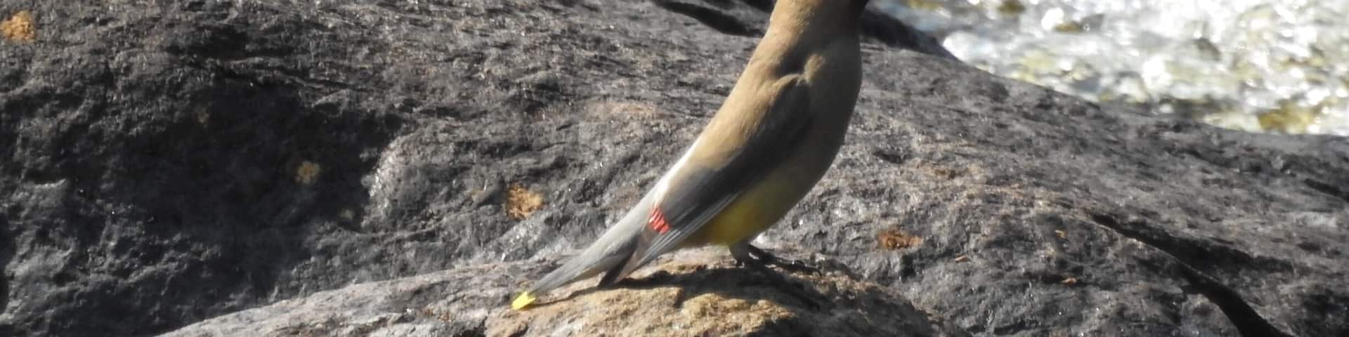 Lovely little town. Found this waxwing playing in the river by the park