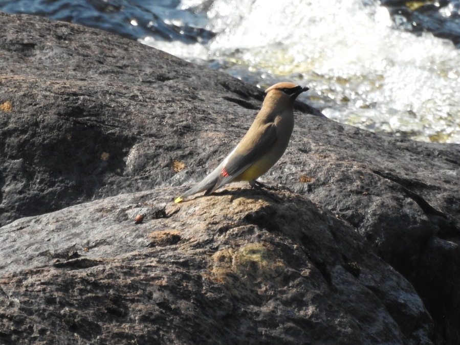 Lovely little town. Found this waxwing playing in the river by the park