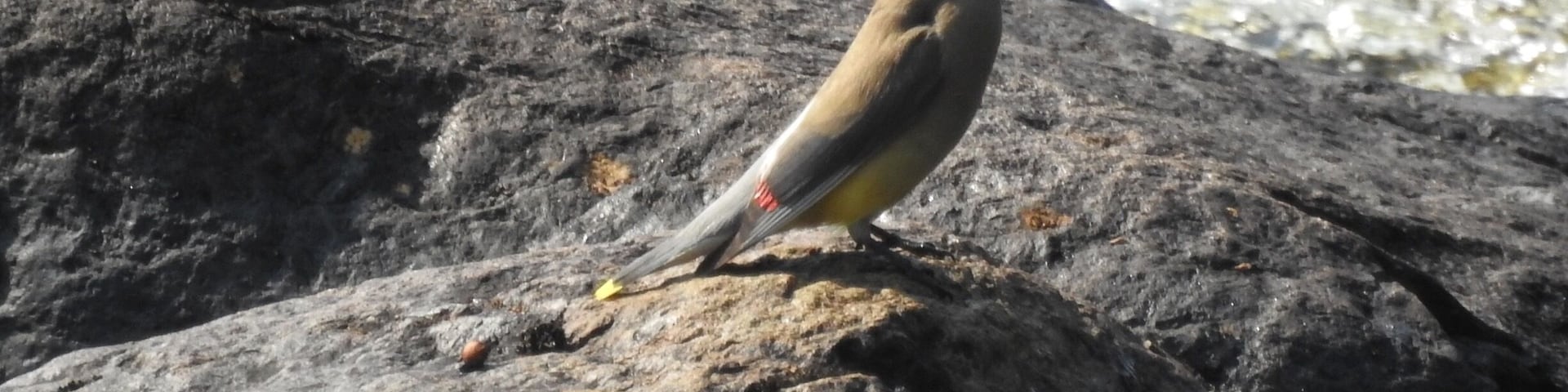 Lovely little town. Found this waxwing playing in the river by the park