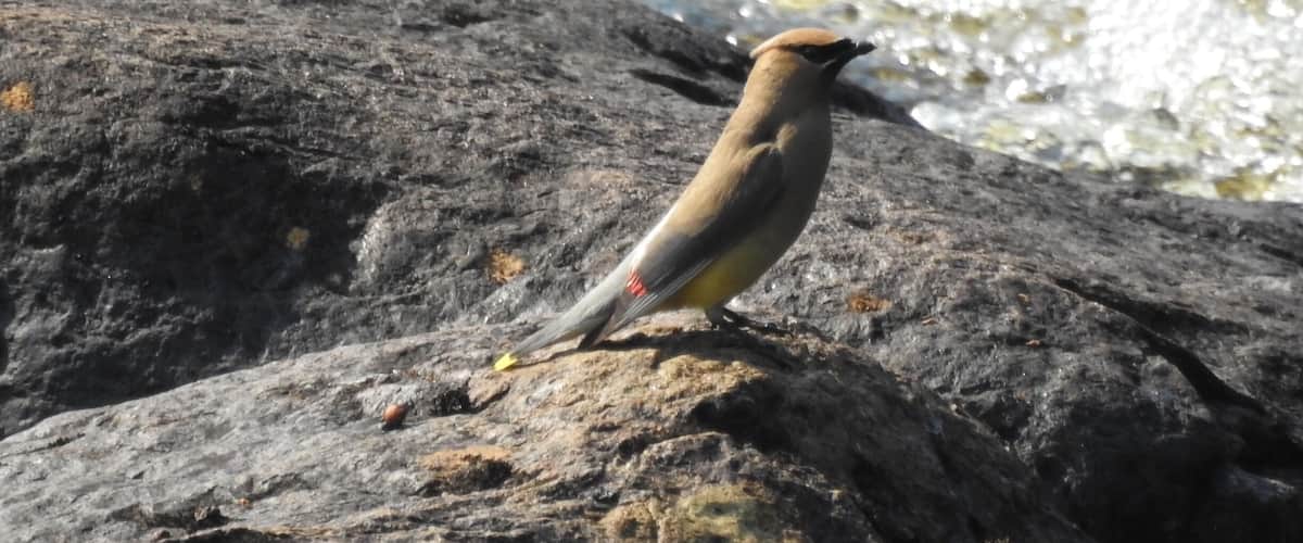 A bird perched on a rock by a flowing river.