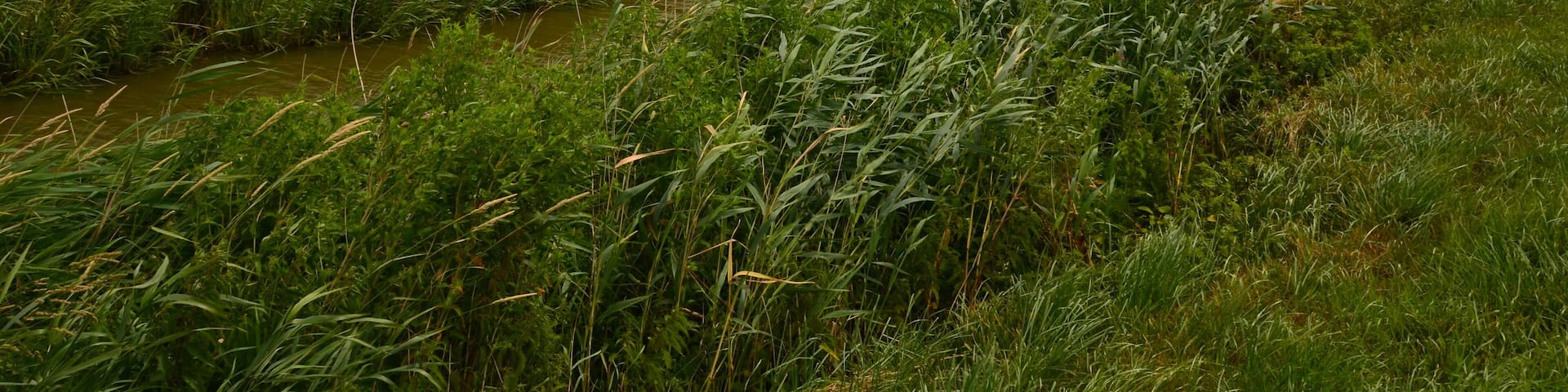 MĂŒndungslauf der GroĂen RĂ€the in die Krautsander Binnenelbe auf Krautsand