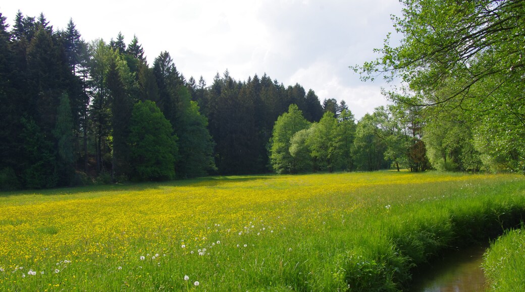 NSG Wiesentäler bei der Menzlesmühle, Schwarze Rot