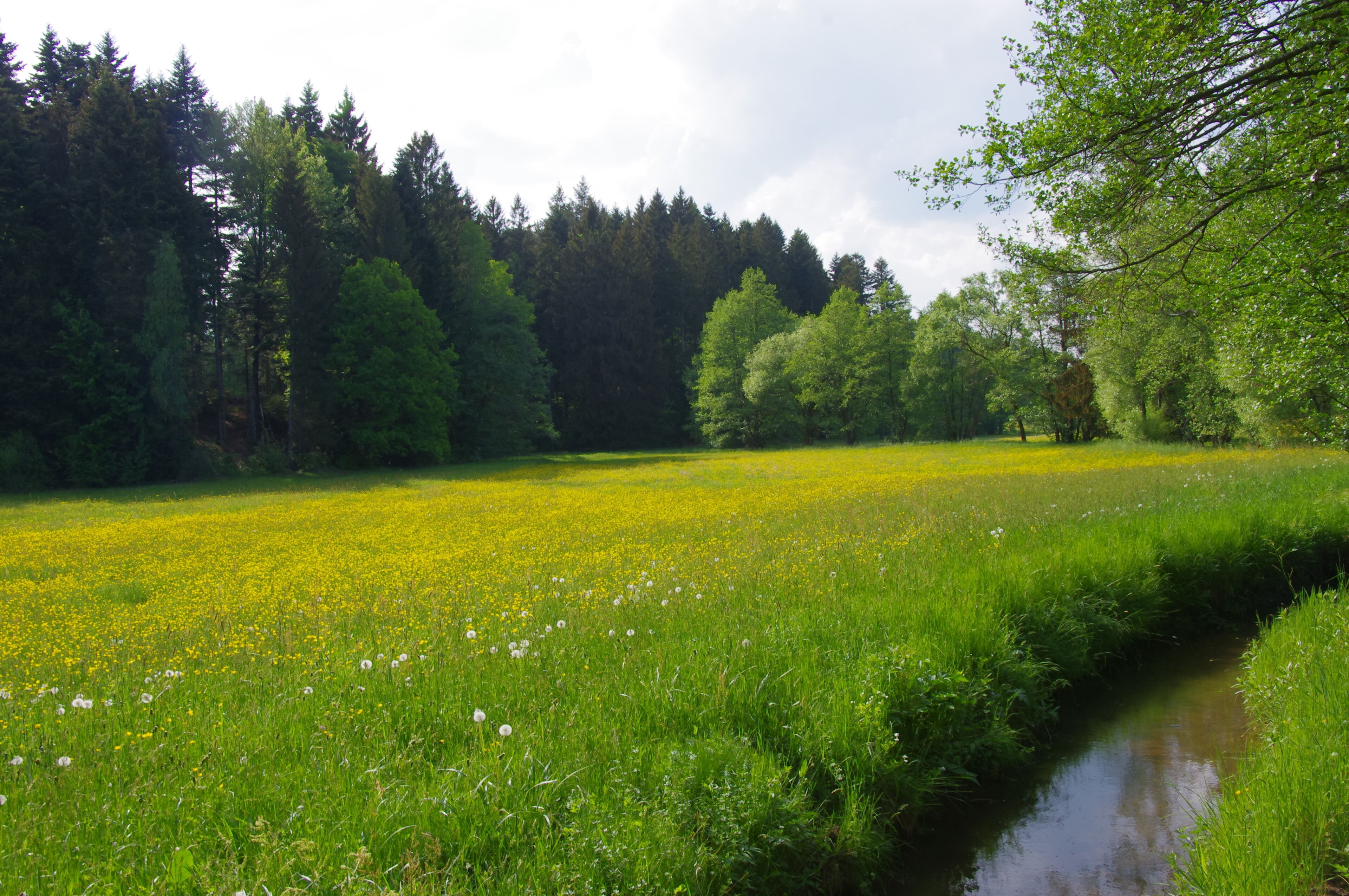 A meadow with yellow flowers and a stream.