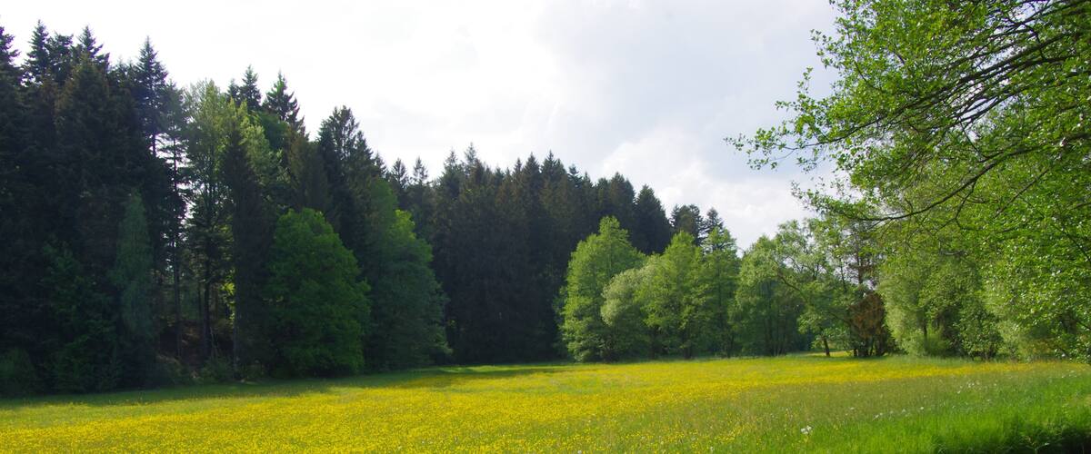 A meadow with yellow flowers and a stream.