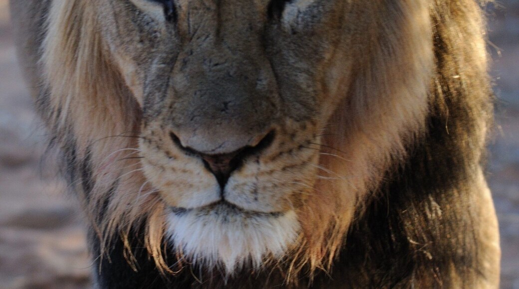 This male walked near our4/4 car near Mpaya