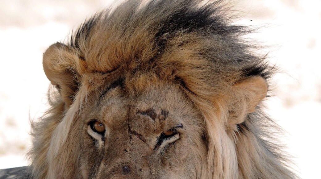 This male looks like a punk with his scareface.