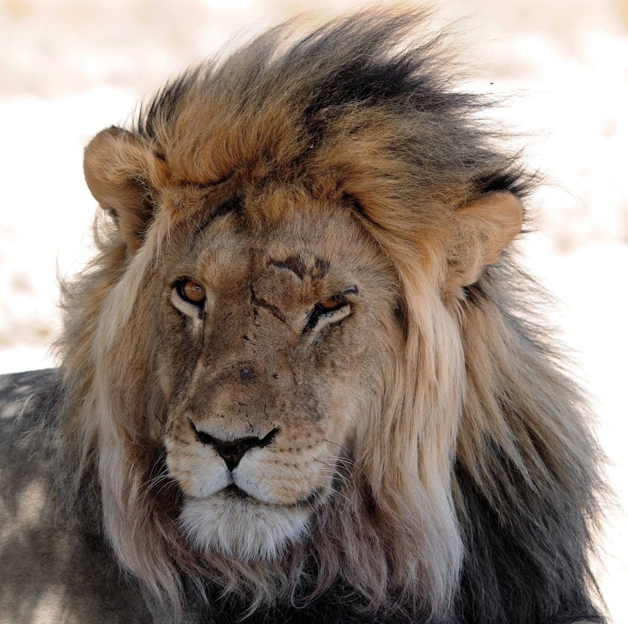 This male looks like a punk with his scareface.