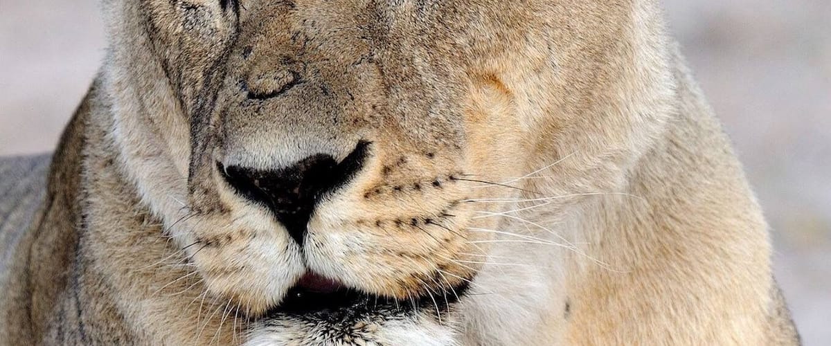 Le visage d'un lion.