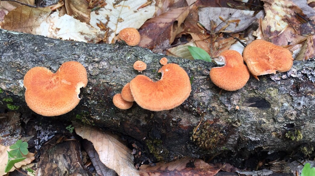 Woodland mushrooms. Beautiful color