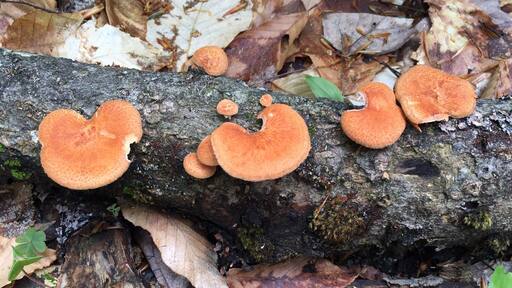 Woodland mushrooms. Beautiful color