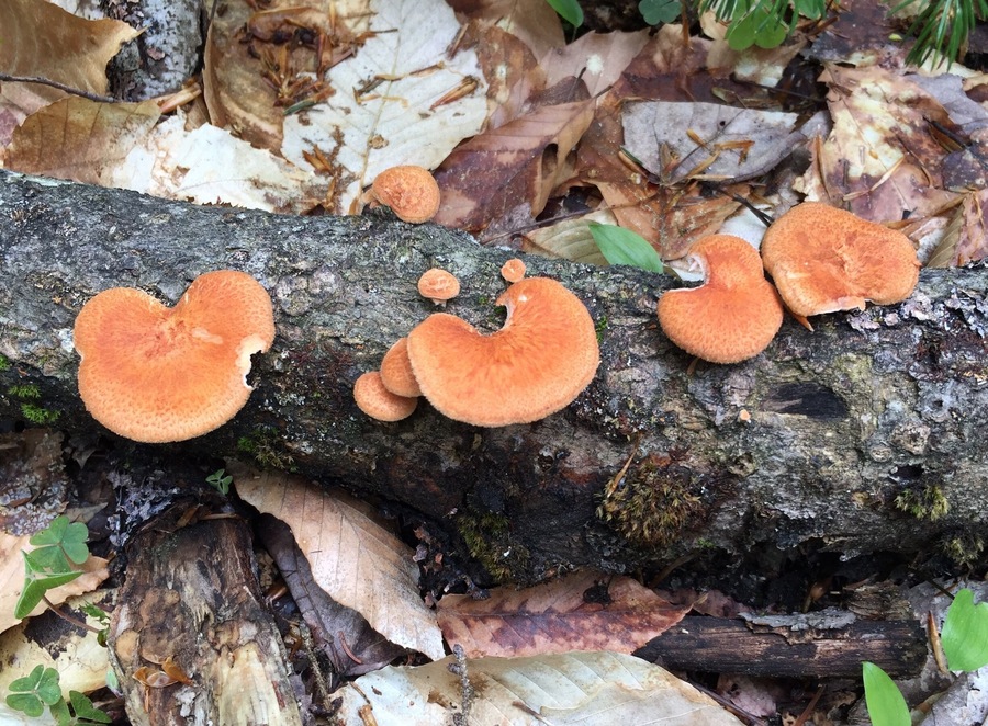 Woodland mushrooms. Beautiful color