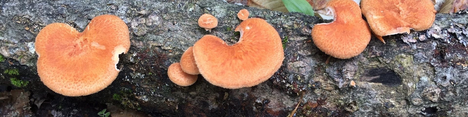 Woodland mushrooms. Beautiful color