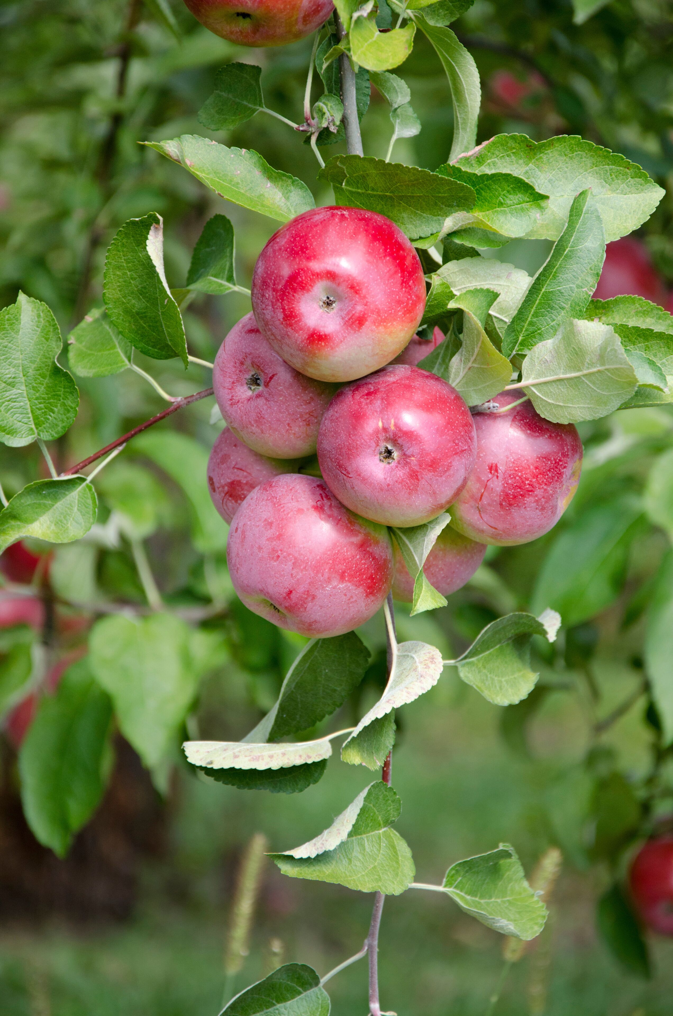 New York, Lafayette. Typical apple orchard in upstate New York at harvest time.