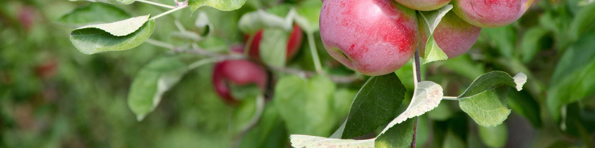 New York, Lafayette. Typical apple orchard in upstate New York at harvest time.