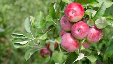 New York, Lafayette. Typical apple orchard in upstate New York at harvest time.