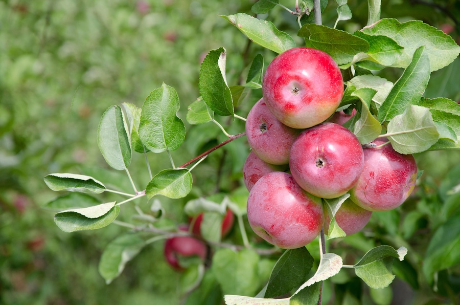New York, Lafayette. Typical apple orchard in upstate New York at harvest time.