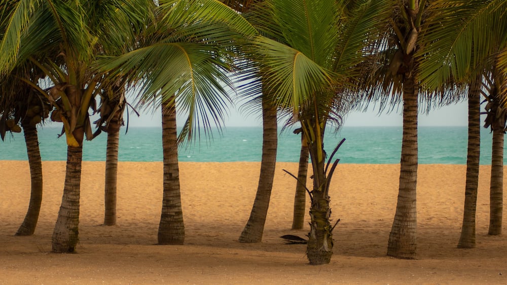 A sandy beach with palm trees and the ocean in the background.