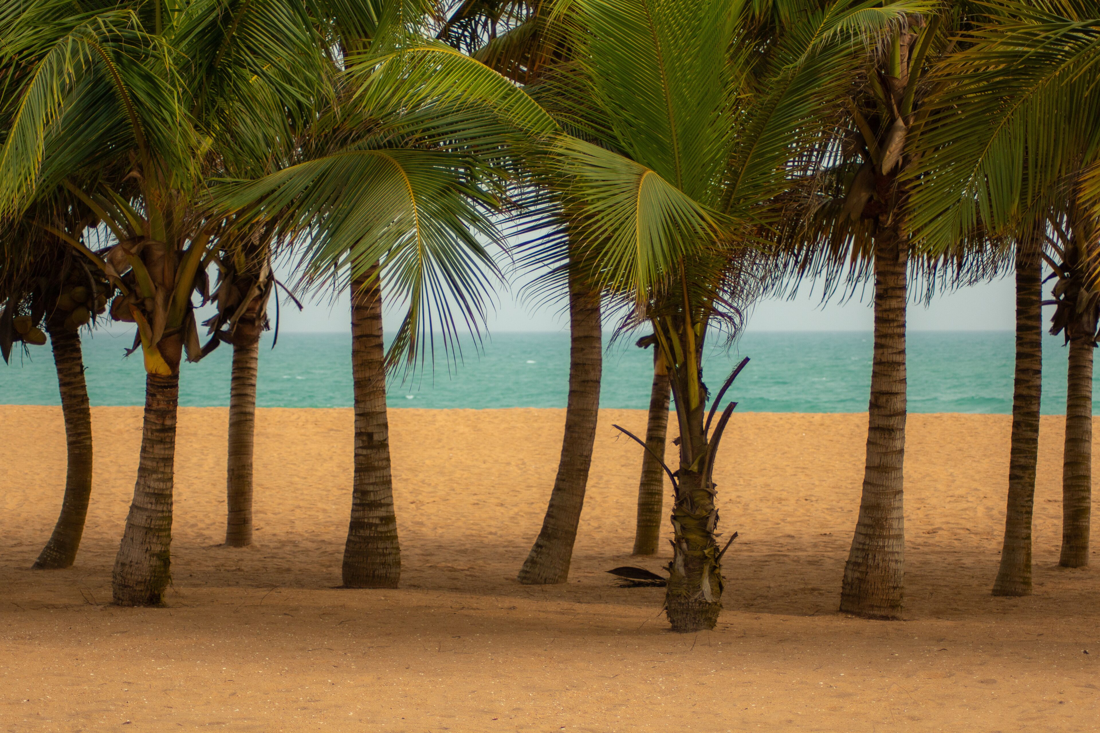A sandy beach with palm trees and the ocean in the background.