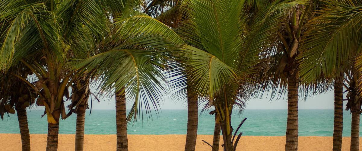 A sandy beach with palm trees and the ocean in the background.