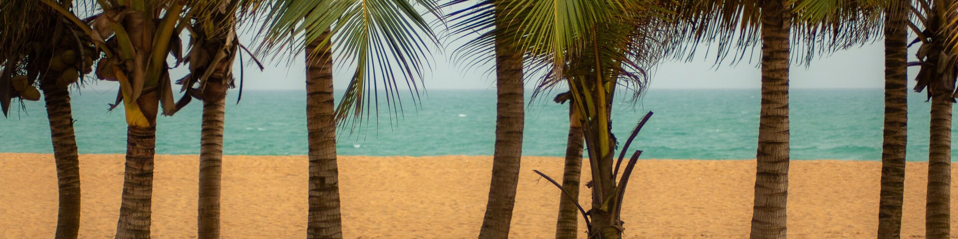 A sandy beach with palm trees and the ocean in the background.