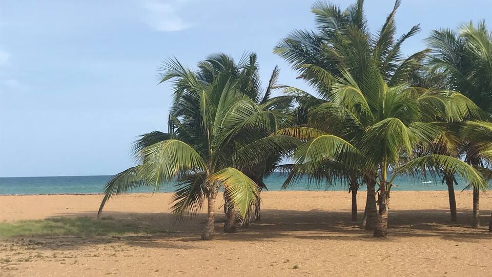 A sandy beach with palm trees and a calm sea.