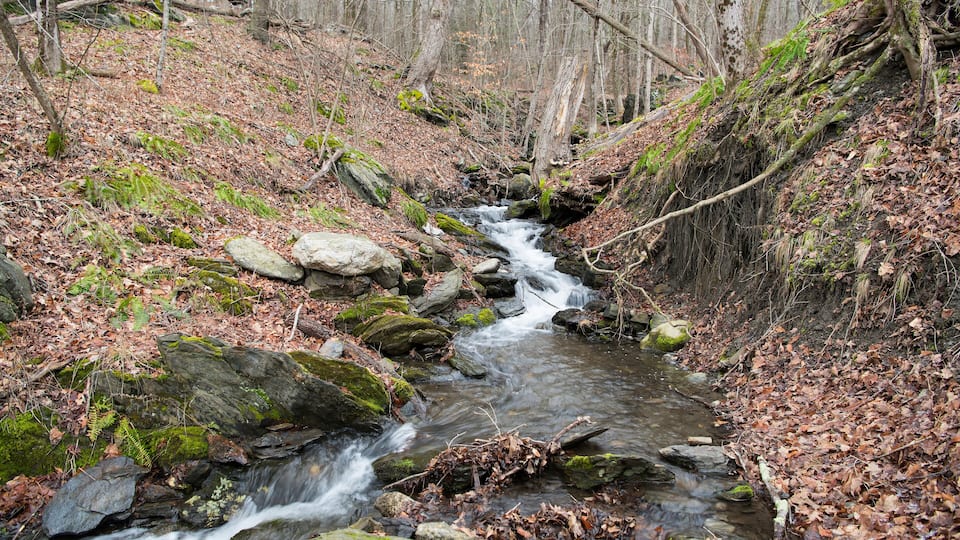 A forest stream with rocks and fallen leaves.