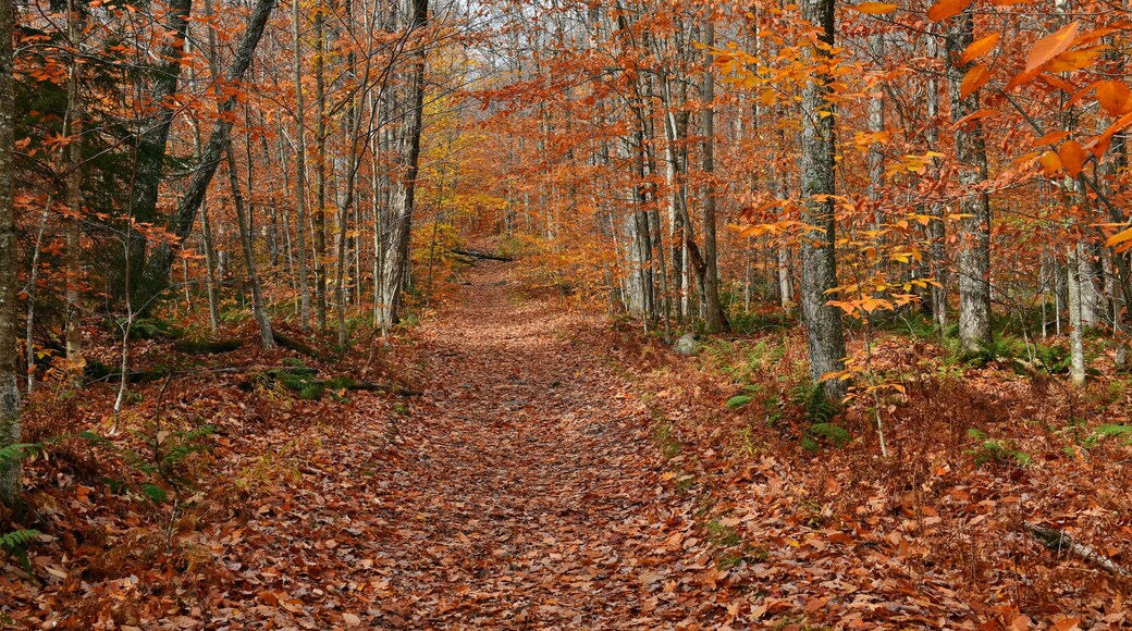 Vibrant colors of Fall foliage in the Adirondack mountains, New York State