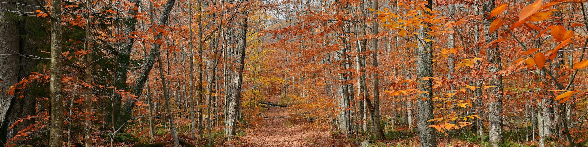 Vibrant colors of Fall foliage in the Adirondack mountains, New York State