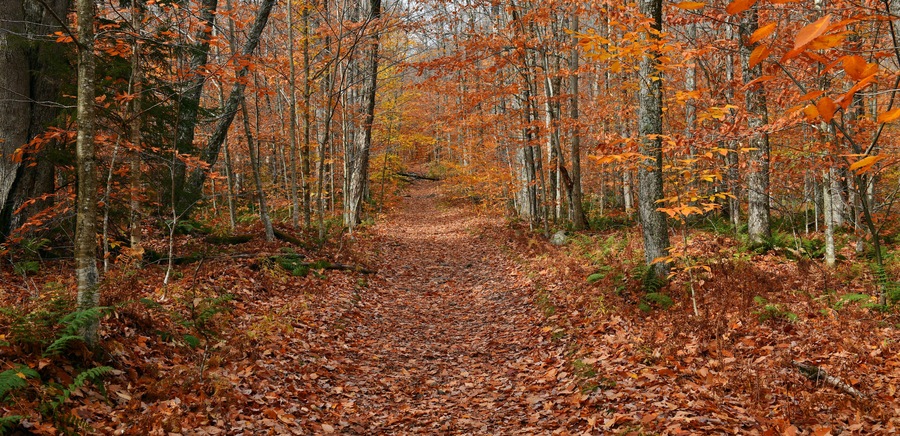 Vibrant colors of Fall foliage in the Adirondack mountains, New York State