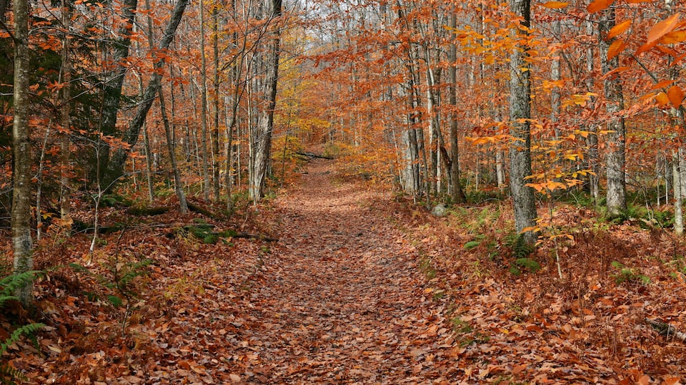 A forest path covered with fallen leaves.
