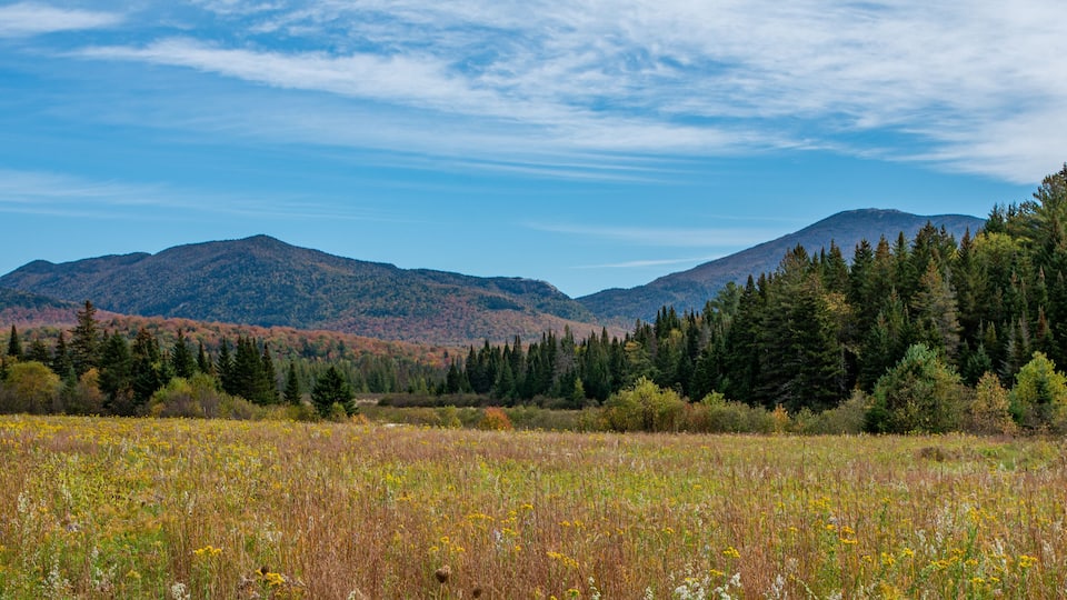 A mountainous landscape with a field of wildflowers in the foreground and dense forests in the background.