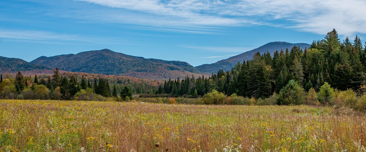 A mountainous landscape with a field of wildflowers in the foreground and dense forests in the background.
